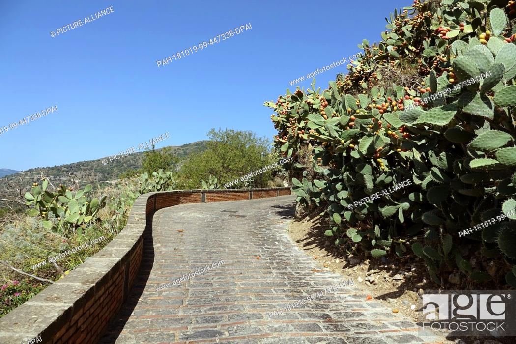 Stock Photo: 05 September 2018, Italy, Savoca: 05 September 2018, Italy, Savoca: A road leads past opuntia (cacti) in the Sicilian town of Savoca.