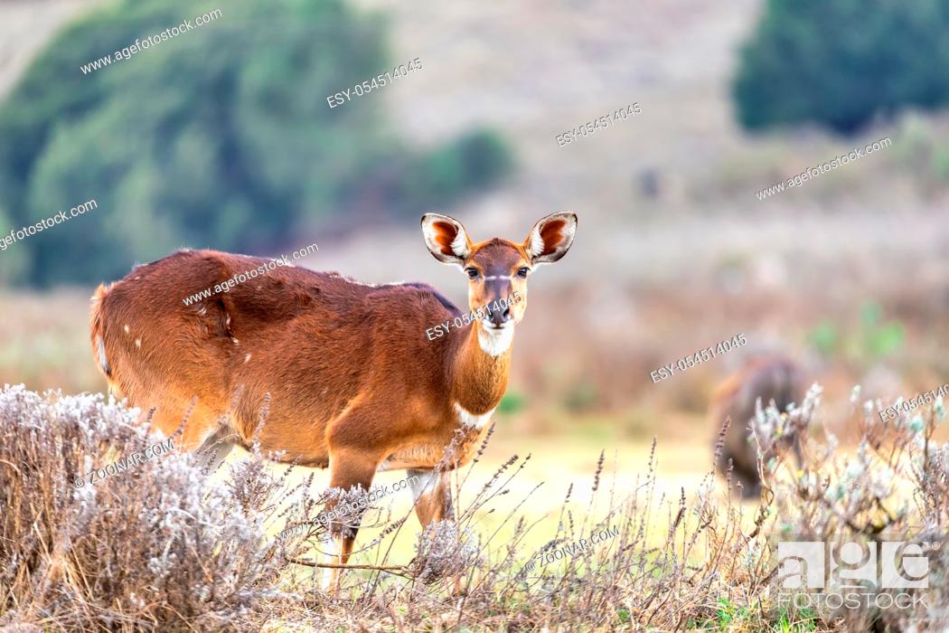 Stock Photo: female of endemic very rare Mountain nyala, Tragelaphus buxtoni, big antelope in Bale mountain National Park, Ethiopia, Africa wildlife.