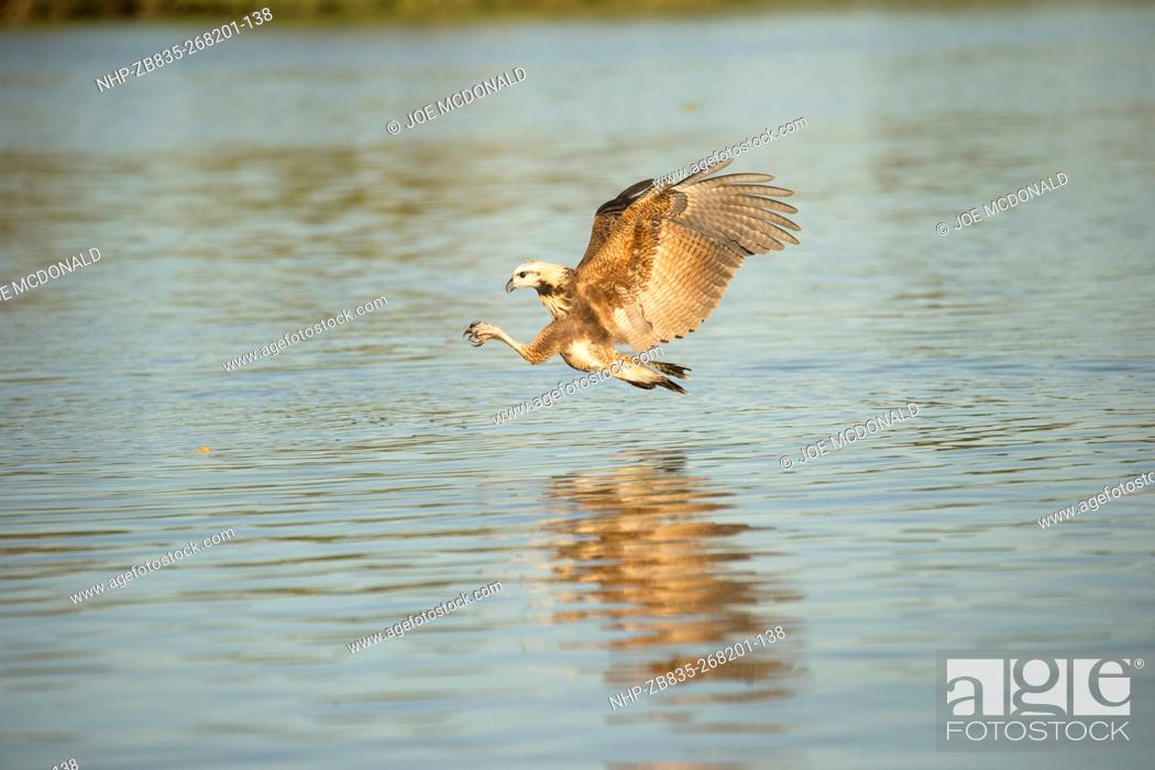 Stock Photo: Black-collared Hawk, Busarellus nigricollis, adult fishing and diving for fish along river, Matto Grosso, Pantanal, Brazil, South America.