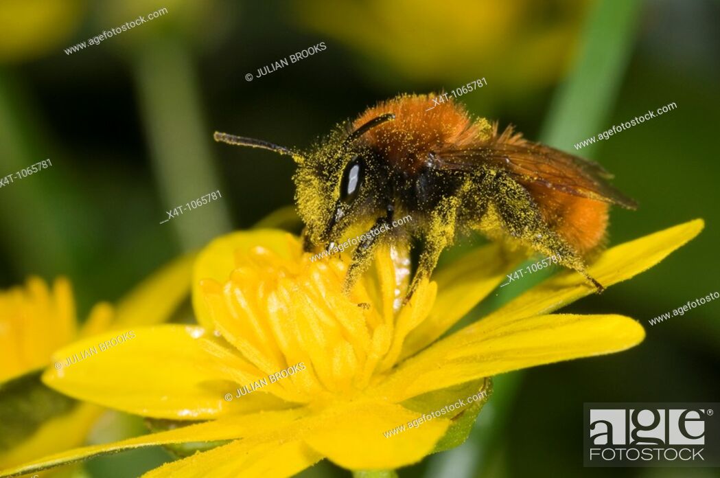 Stock Photo: Andrena fulva – the tawny mining bee, female on lesser celandine flower, covered in pollen.