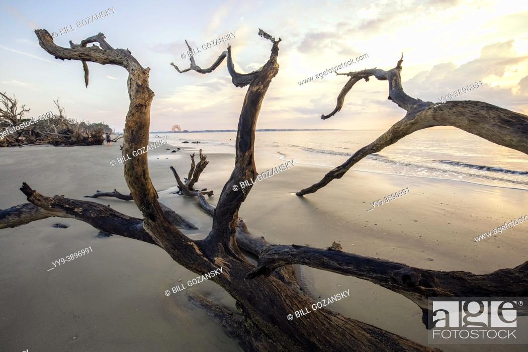 Stock Photo: Driftwood patterns on Driftwood Beach - Jekyll Island, Georgia, USA.