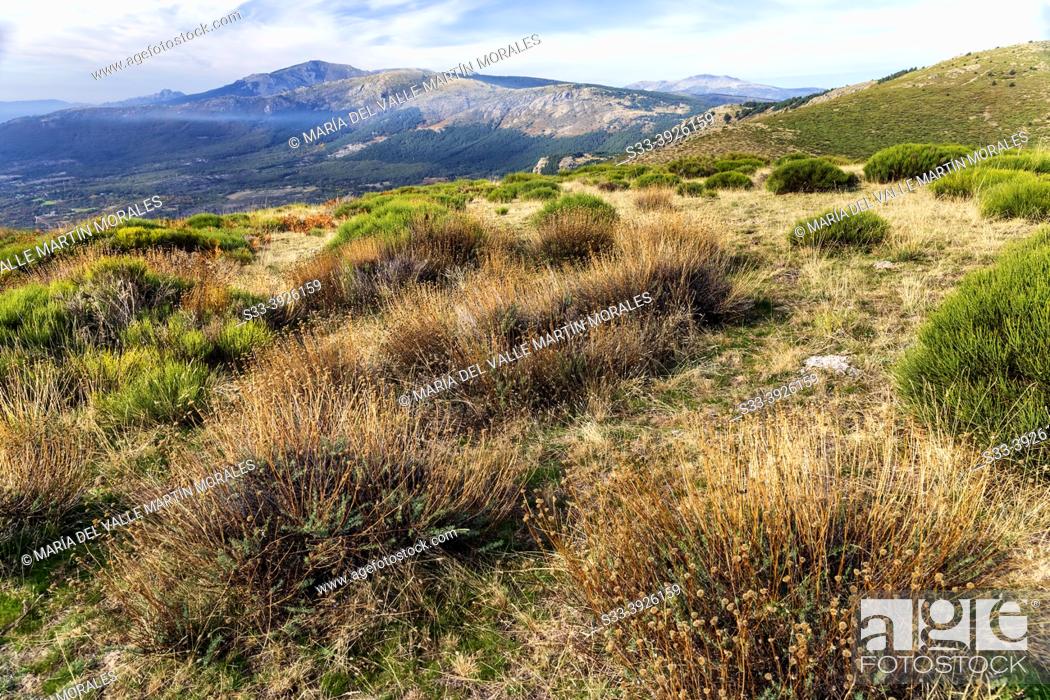 Photo de stock: Bushes, Najarra peak in Guadarrama Mountains. Madrid. Spain. Europe.