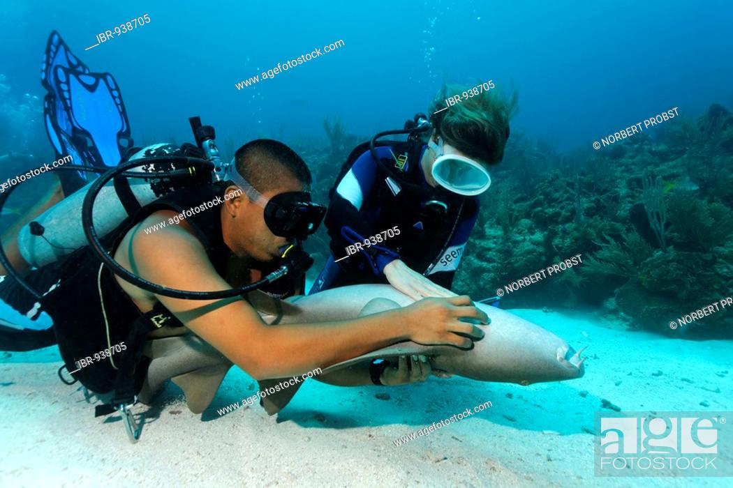 Stock Photo: Scuba diver and her dive master caressing the underside of a Nurse Shark (Ginglymostoma cirratum) in way that causes the shark to fall into a state of apathy.