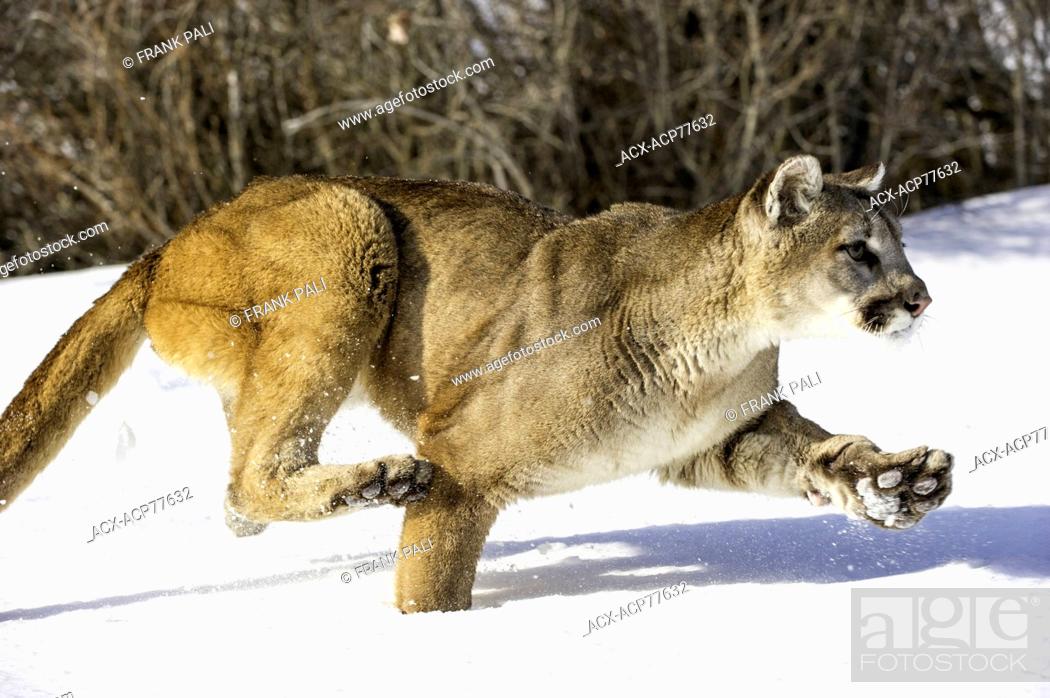 Petrificar sobresalir Hombre rico Captive Mountain Lion (Puma concolor couguar) in the snow Bozeman, Montana,  USA, Foto de Stock, Imagen Derechos Protegidos Pic. ACX-ACP77632 |  agefotostock