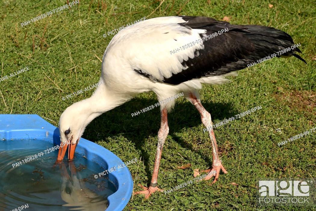 Stock Photo: 22 August 2018, Germany, Gerdshagen: A stork drinks from a water basin in the wildlife sanctuary Struck. 16 kittens were raised this year.