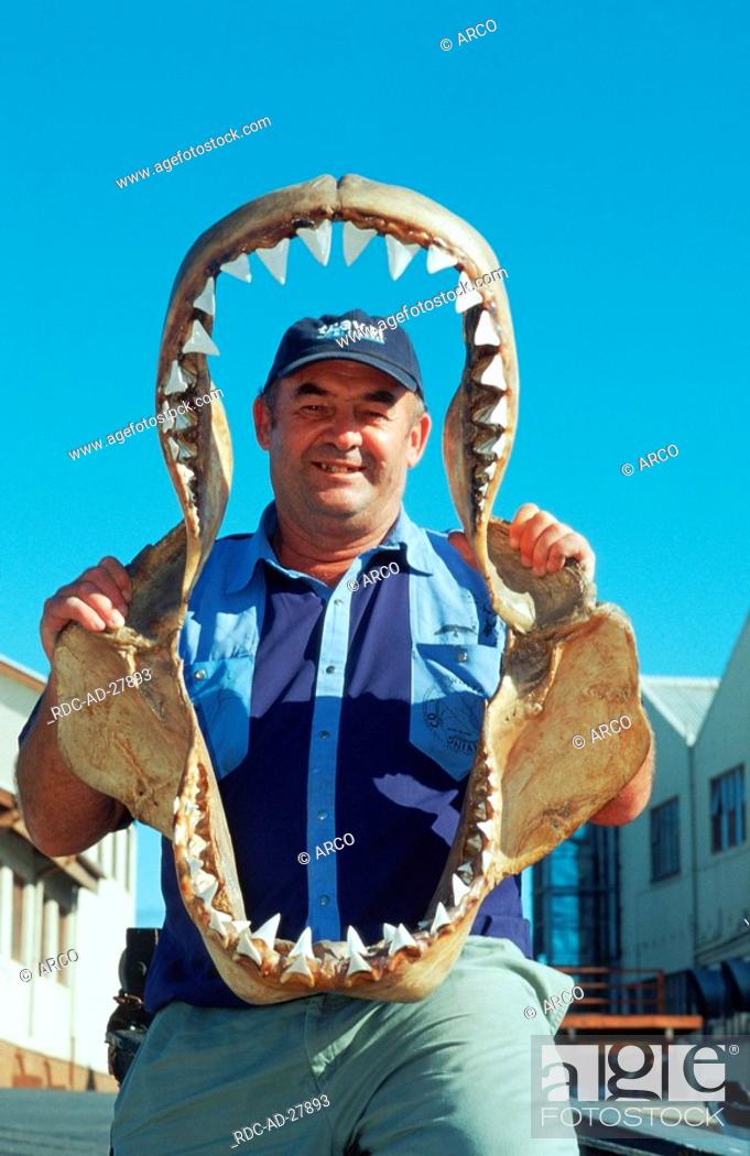 Stock Photo: Man with jaw bones of Great White Shark, Gansbaai, South Africa.
