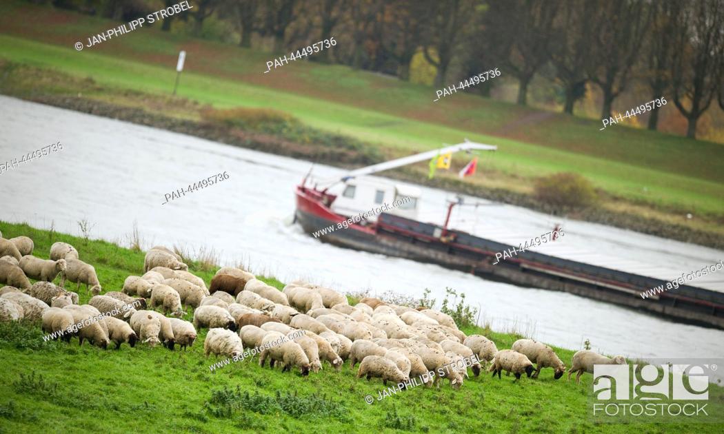 Stock Photo: Sheep graze on a lawn at the riverside of the Rhine in Duesseldorf, Germany, 25 November 2013. Photo: Jan-Philipp Strobel/dpa | usage worldwide.