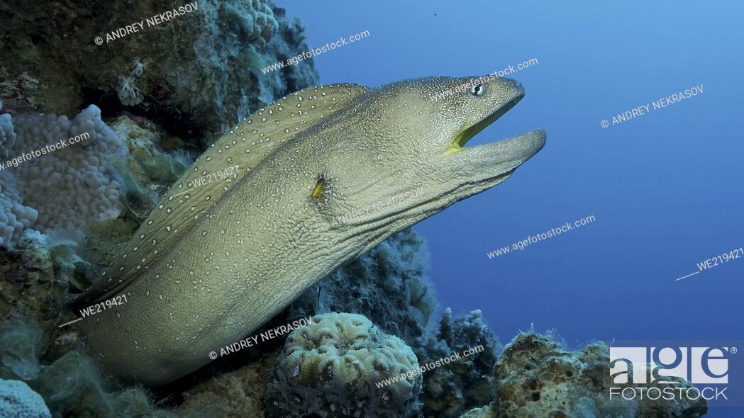 Photo de stock: Close-up portrait of Moray with open mouth peeks out of its hiding place. Yellow-mouthed Moray Eel (Gymnothorax nudivomer) Red Sea, Egypt.