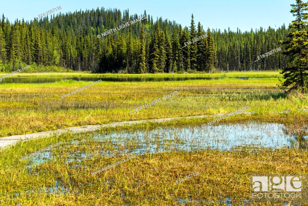 Stock Photo: Canada, BC, Smithers. Marshland beside the Old Pines Trail in Silverthorne Forestry Recreation Site in central BC.