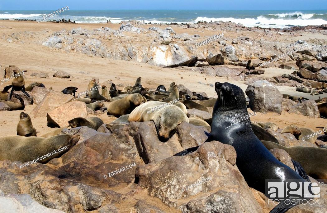 Stock Photo: A huge sealion is posing in front of his group fo the camera.