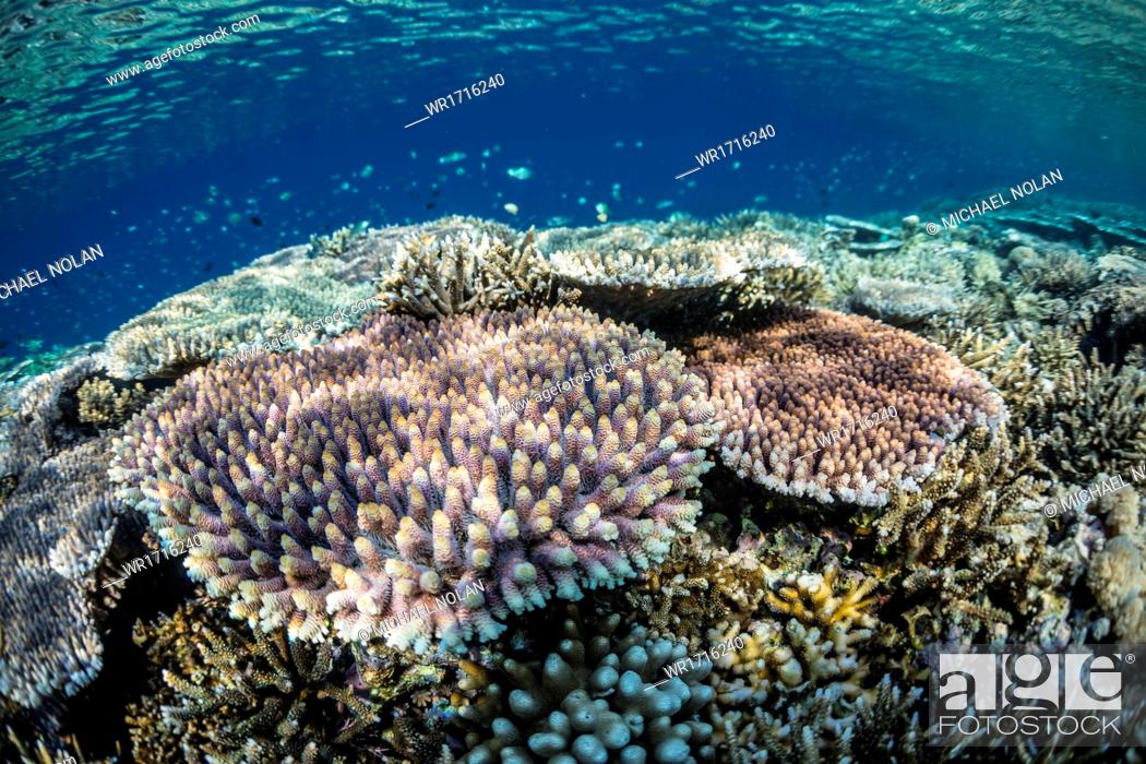 Stock Photo: Hard and soft corals and reef fish underwater on Sebayur Island, Komodo Island National Park, Indonesia, Southeast Asia, Asia.