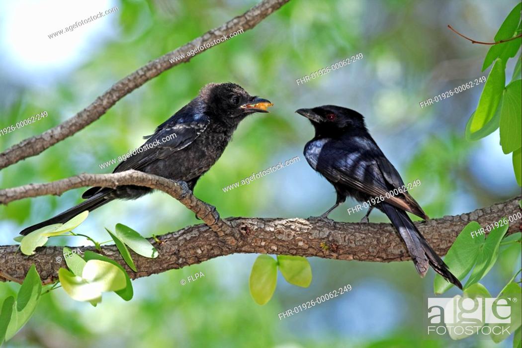 Stock Photo: Fork-tailed Drongo Dicrurus adsimilis adult, feeding young, Kruger N P , South Africa.