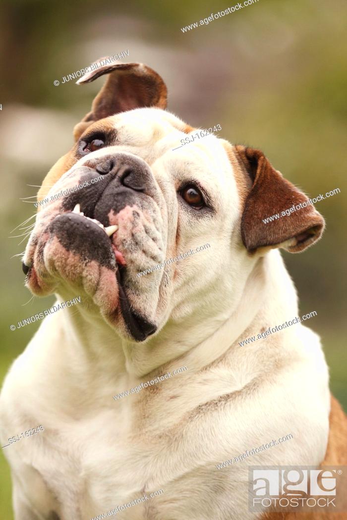 Stock Photo: English bulldog - portrait.