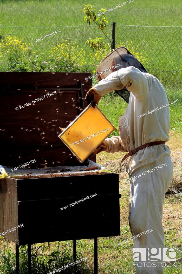 Stock Photo: A beekeeper harvesting his honey. The honey is in the cells of the honeycombs, which are made from the body's own wax and were built by the bees.