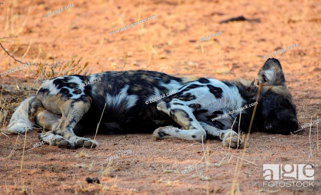 Imagen: Afrikanische Wildhunde im Etosha-Nationalpark in Namibia Südafrika African wild dog in Etosha national park in Namibia South Africa.