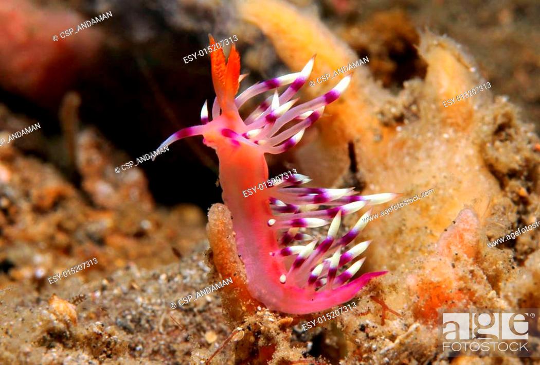 Stock Photo: Flabellina Exoptata Macro Photo, Lembeh Strait, Indonesia.