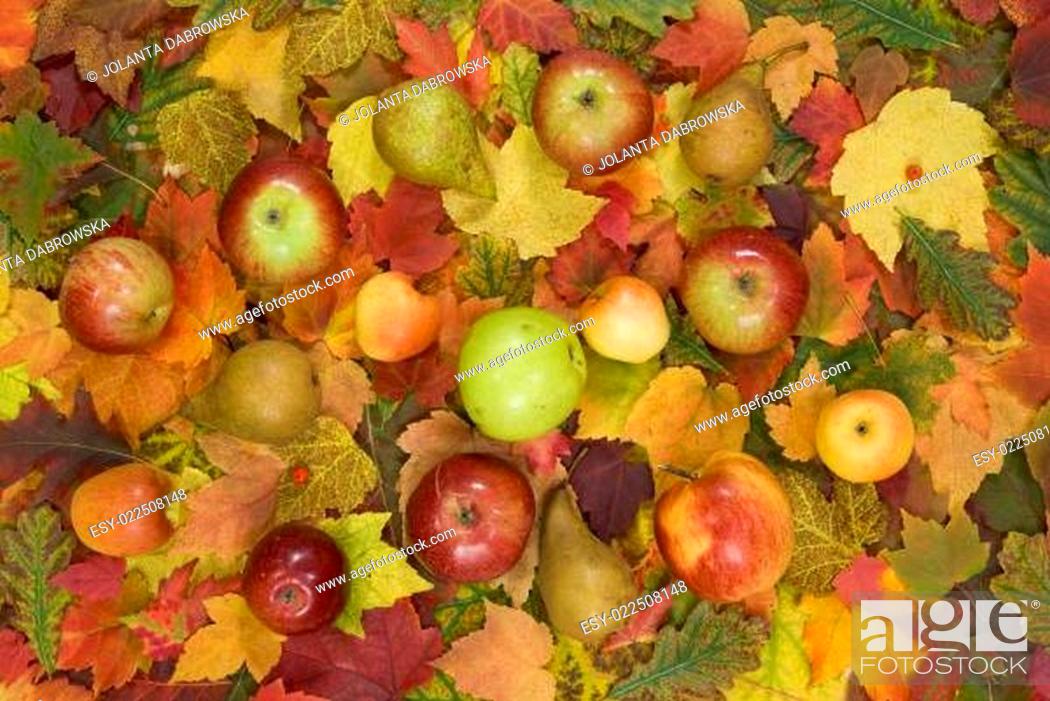 Stock Photo: autumn leaf and fruit.