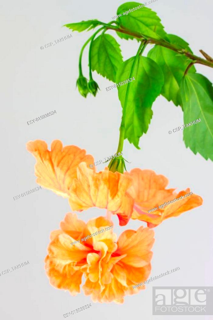 Stock Photo: Orange hibiscus and leaf.