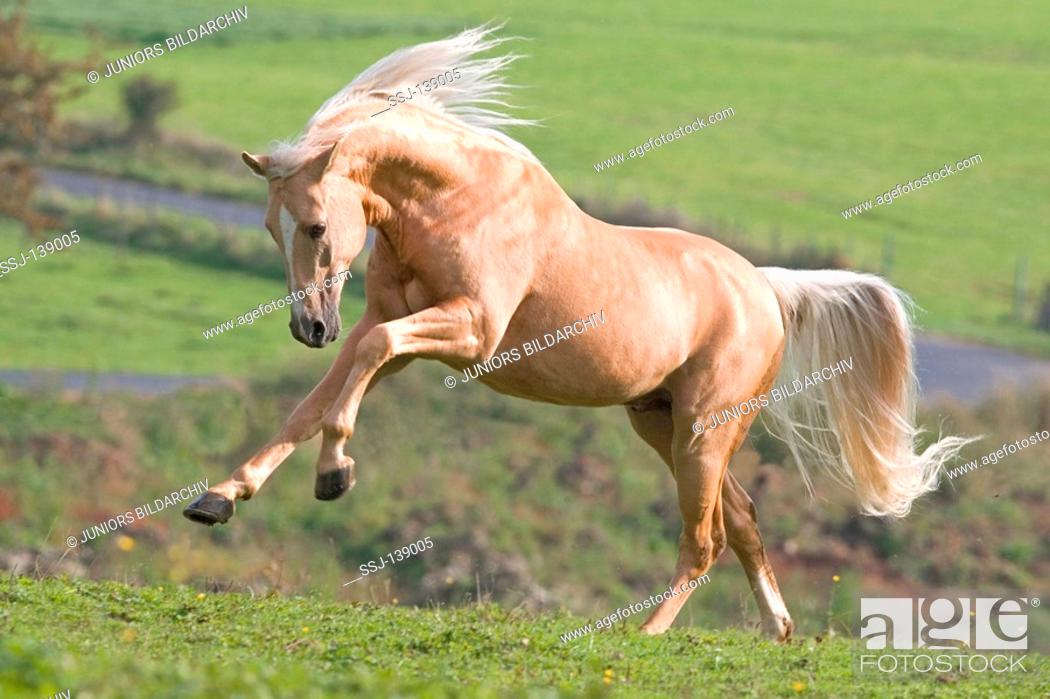 Stock Photo: German Riding Pony - running on meadow.