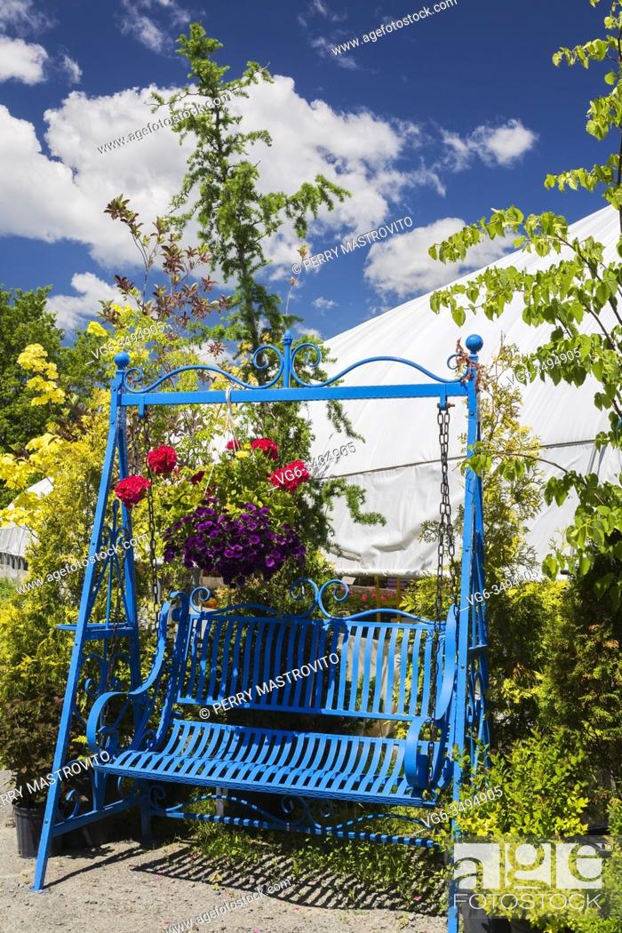 Stock Photo: Blue painted metal swing bench with hanging flower basket of purple Petunias, red Pelargonium - Geraniums and bordered by Thuja occidentalis - Cedar trees in.