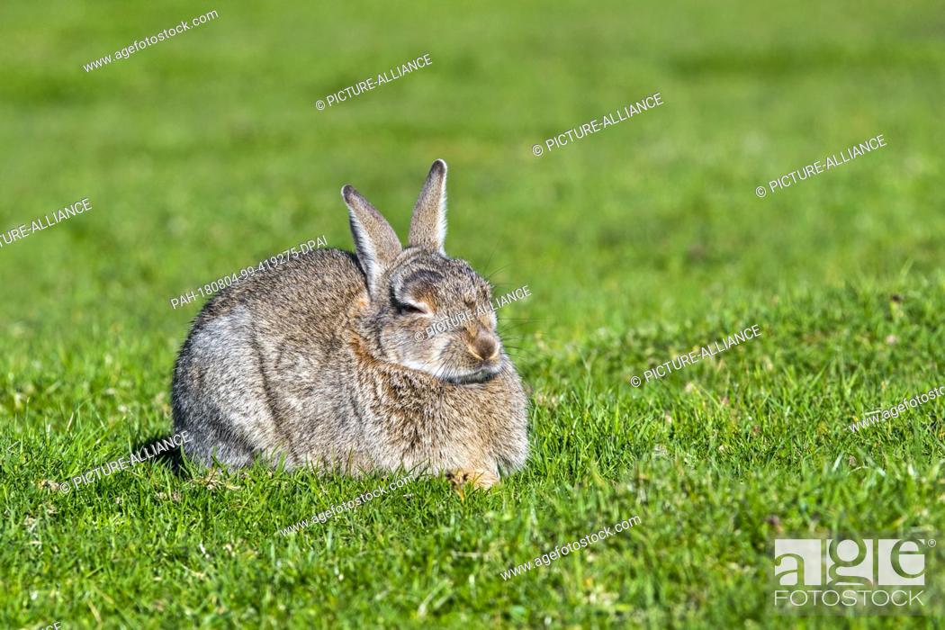 Stock Photo: 12 July 2018, Scotland: A European rabbit (Oryctolagus cuniculus) rests on a meadow.- NO WIRE SERVICE - Photo: Philippe Clément/dpa.