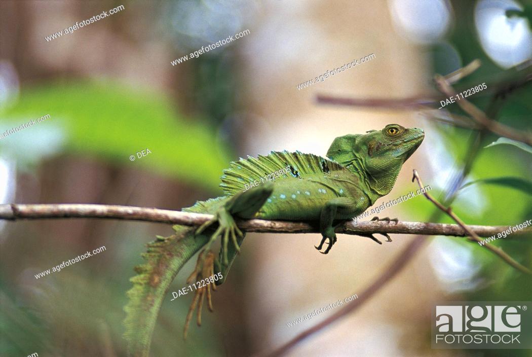Stock Photo: Zoology - Scaled reptiles - Plumed basilisk (Basiliscus plumifrons). Costa Rica, Cahuita National Park.