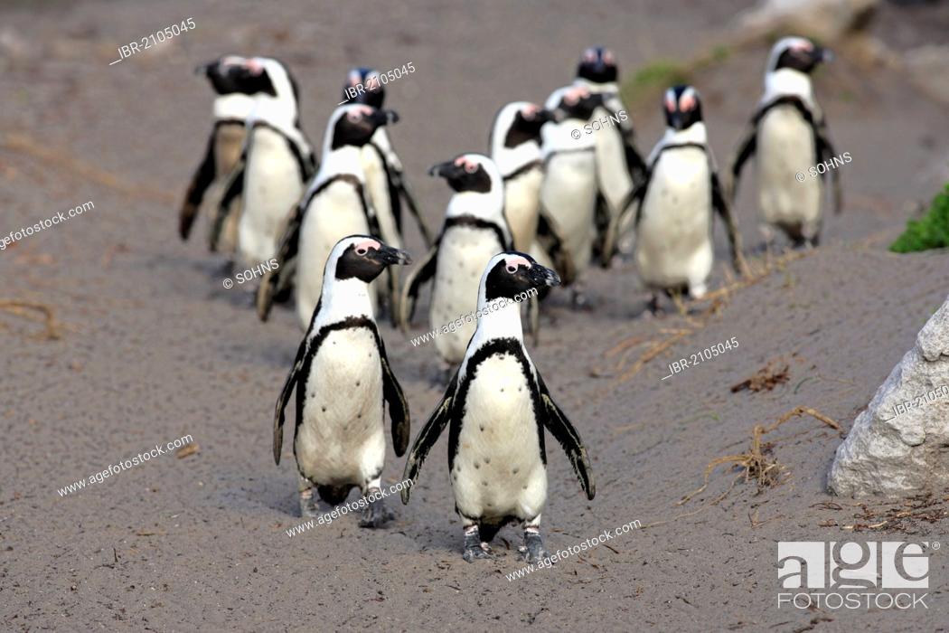 Stock Photo: African Penguins, Black-footed Penguin or Jackass Penguin (Spheniscus demersus), group on the beach, Betty's Bay, South Africa, Africa.