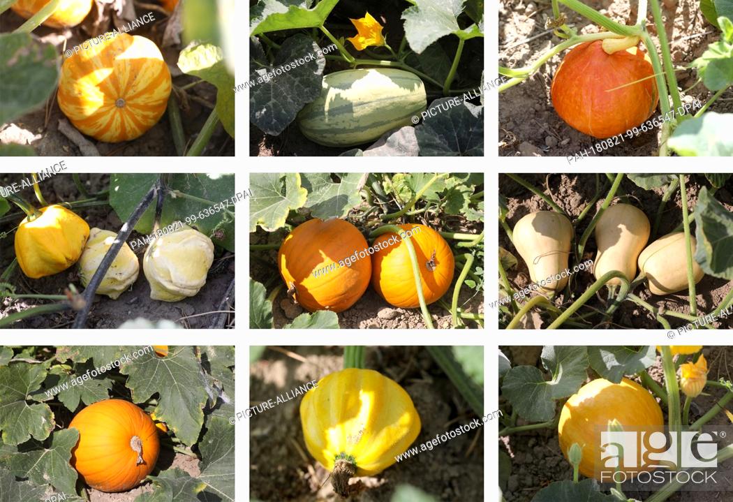 Stock Photo: 21 August 2018, Germany, Ikendorf: The picture combo shows different pumpkin species growing on the fields of Monika and Herwig Elgeti.
