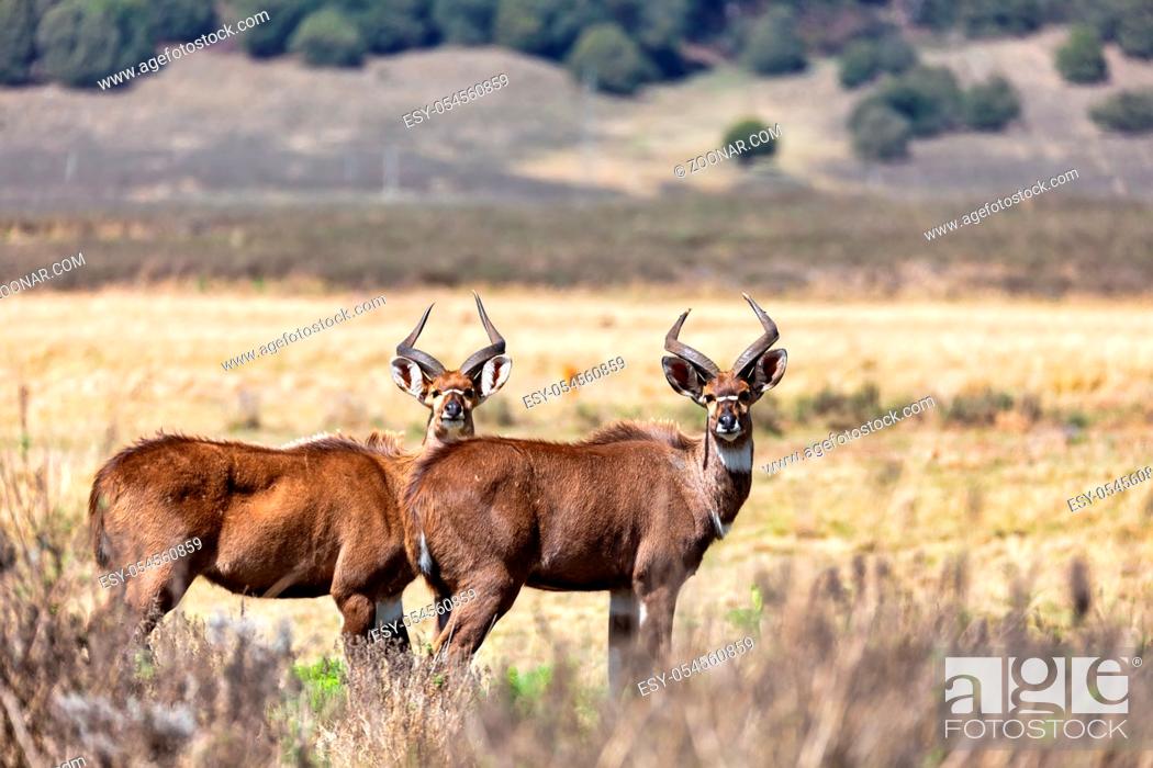 Stock Photo: male of endemic very rare Mountain nyala, Tragelaphus buxtoni, big antelope in Bale mountain National Park, Ethiopia, Africa wildlife.