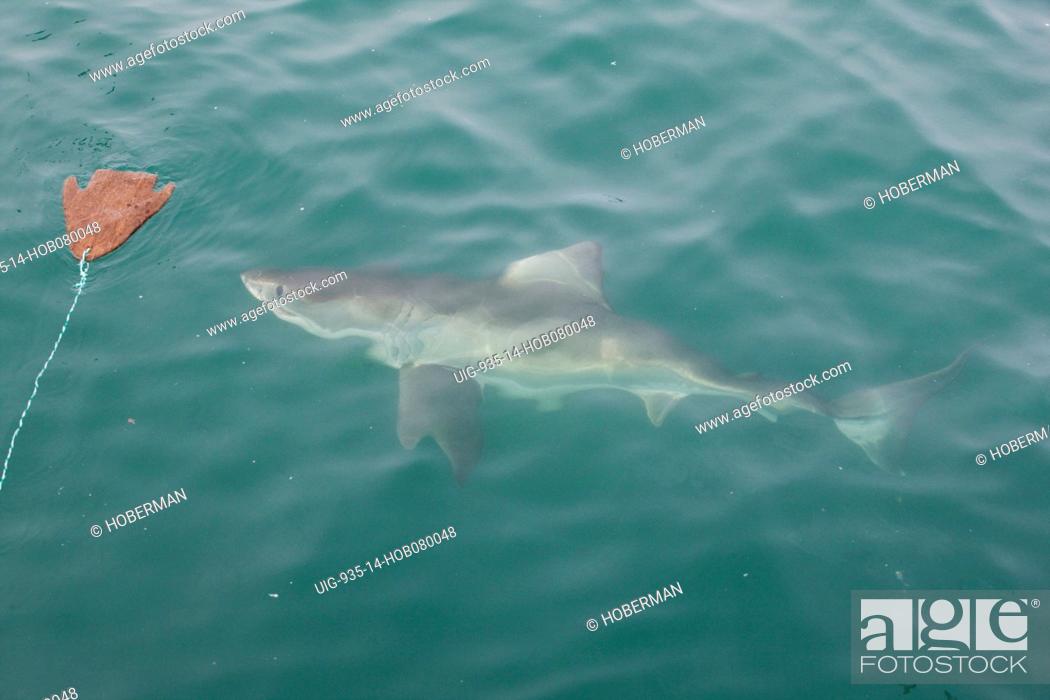 Stock Photo: Great White Shark in Shark Alley, Dyer Island, Gansbaai, Western Cape.