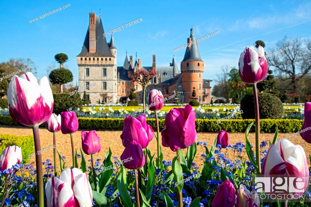 Stock Photo: FLOWERING TULIPS IN THE FRENCH-STYLE GARDENS CREATED ACCORDING TO THE PLANS DRAWN UP BY ANDRE LE NOTRE, GARDENER TO KING LOUIS XIV, CHATEAU DE MAINTENON.