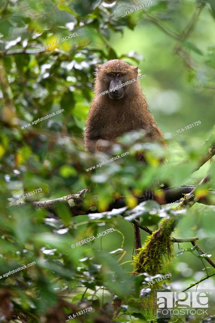 Stock Photo: Olive baboon sitting in a tree.