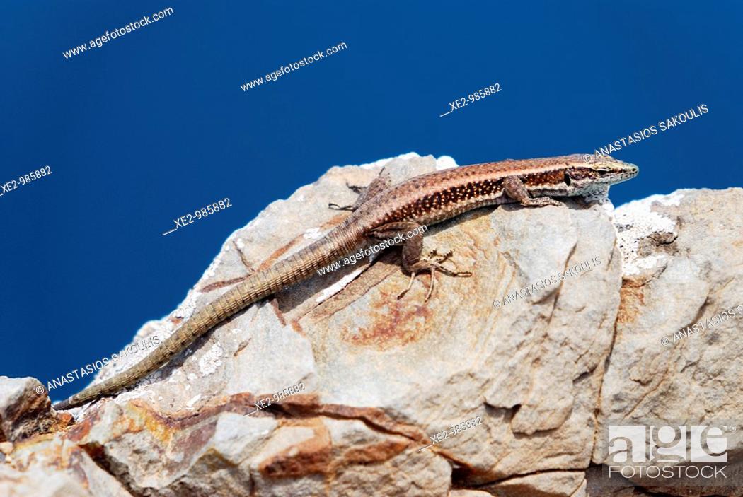 Stock Photo: Madeira Wall Lizard (Teira dugesii).
