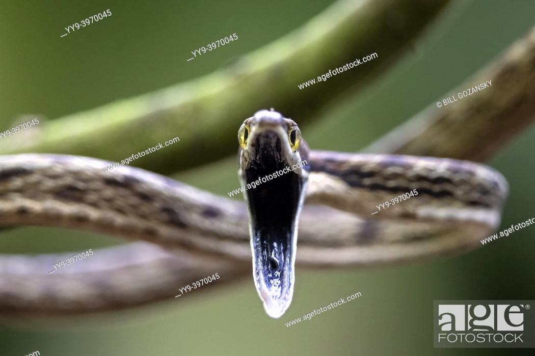 Stock Photo: Brown Vine Snake (Oxybelis aeneus) opening its mouth in threat display showing black oral mucosa. - La Laguna del Lagarto Eco-Lodge, Boca Tapada, Costa Rica.