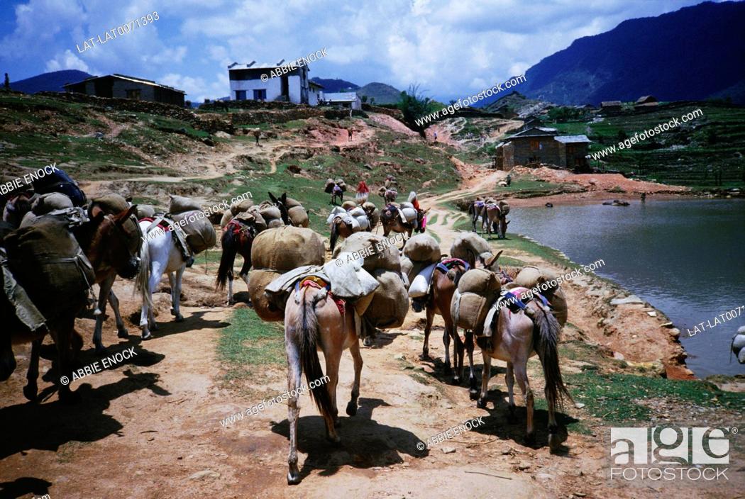 In the foothills of the Himalayas, donkeys and other animals are used to carry  loads and goods for..., Stock Photo, Picture And Rights Managed Image. Pic.  LAT-LAT0071393 | agefotostock