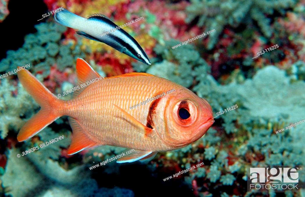 Stock Photo: Blotcheye soldierfish and cleaner wrasse, Myripristis murdjan.
