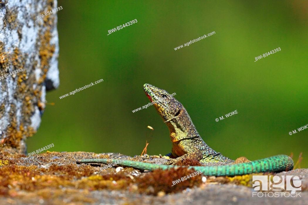 Stock Photo: Madeira wall lizard (Podarcis dugesii, Lacerta dugesii, Teira dugesii), sunbathing male, Madeira.