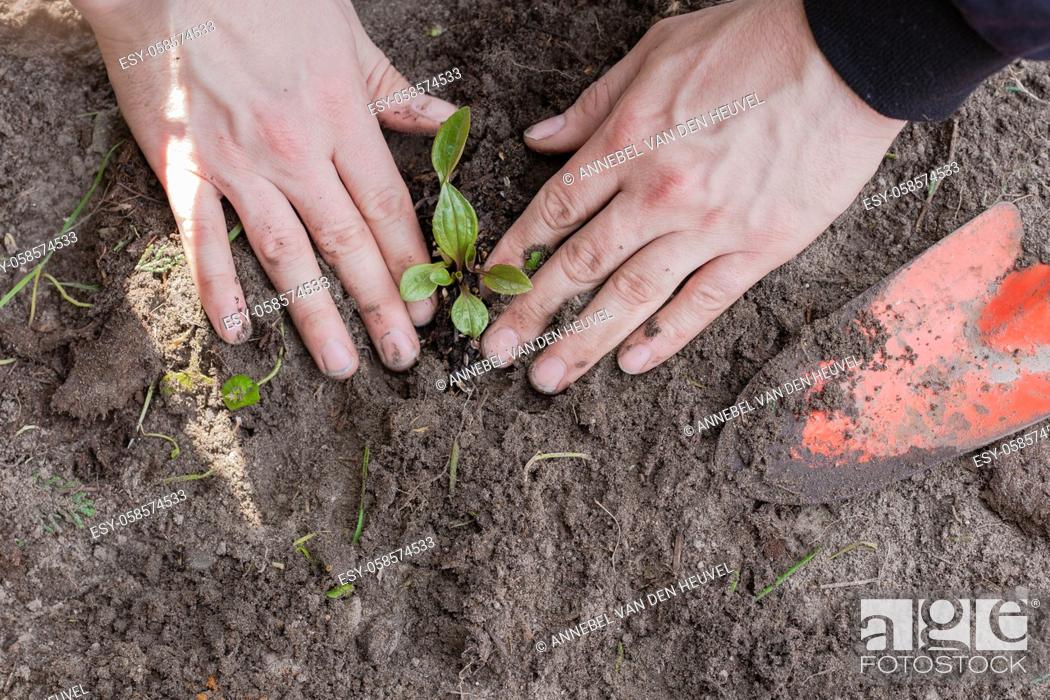 Stock Photo: Two man hands planting a young tree or plant while working in the garden, seeding and planting and growing top view, farmers hands care of new life, environment.