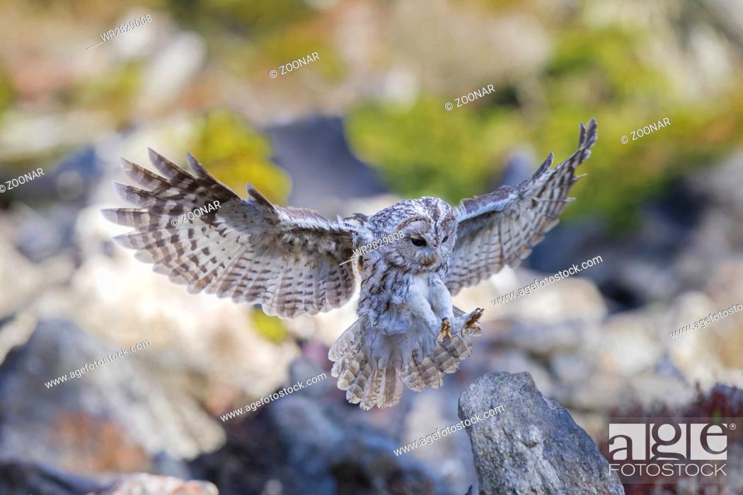 Stock Photo: Tawny owl.