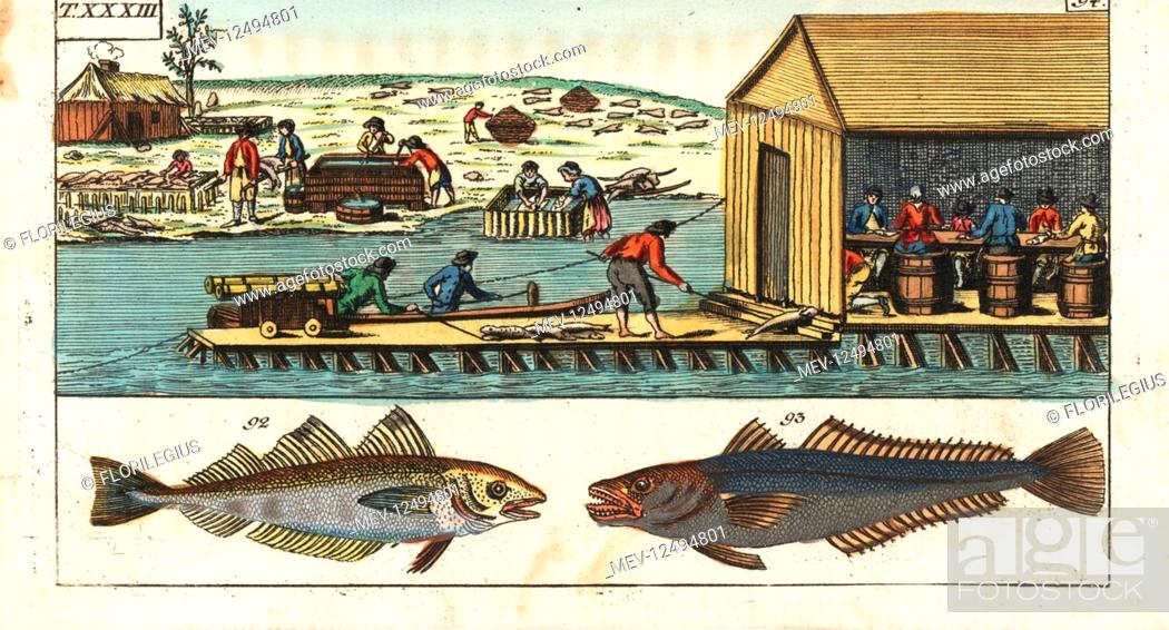 Stock Photo: Whiting, Merlangius merlangus 92 and hake, Merluccius merluccius 93. Workers gutting and salting fish in a shed on a dam above a river in North America.