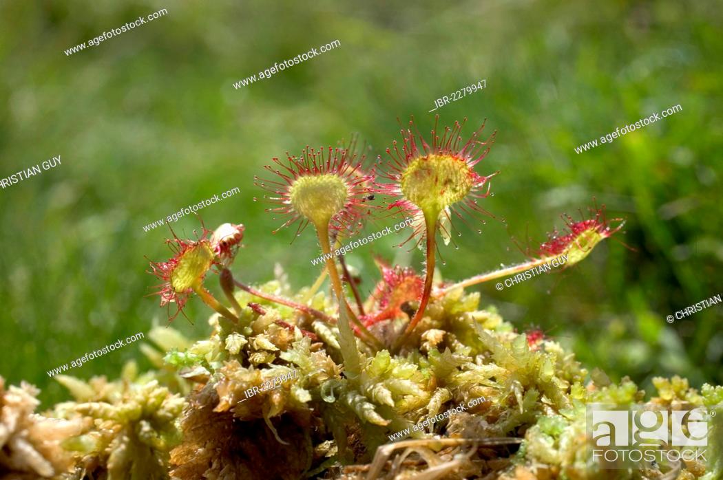 Stock Photo: Common sundew or Round-leaved sundew (Drosera rotundifolia), Parc Naturel Regional des Volcans d'Auvergne, Auvergne Volcanoes Natural Regional Park, Puy de Dome.