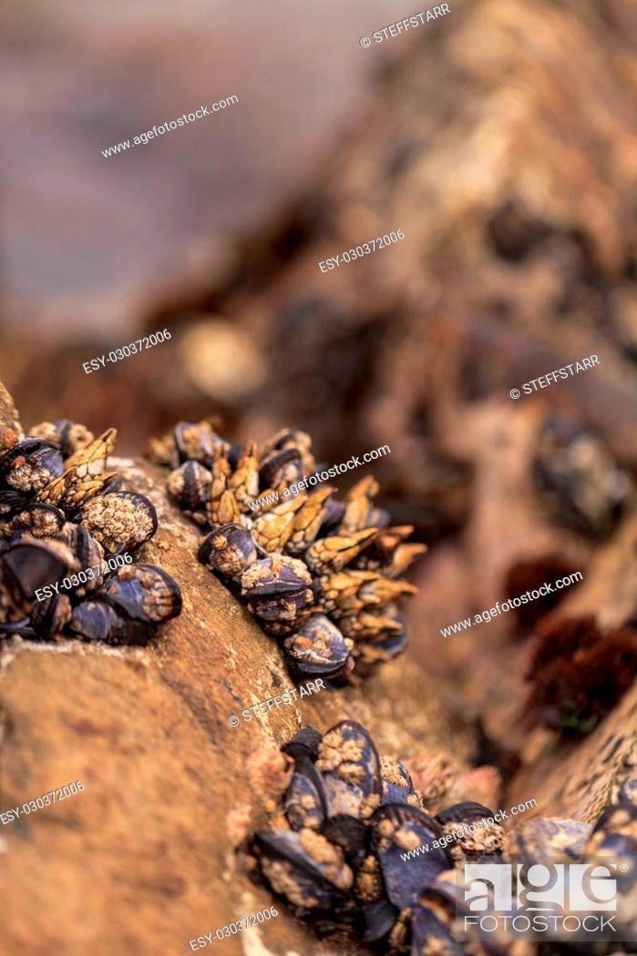 Stock Photo: Gooseneck barnacle Pollicipes polymerus clusters cling to rocks with mussels in a tidal zone in Laguna Beach, California as the ocean seawater rolls in at high.