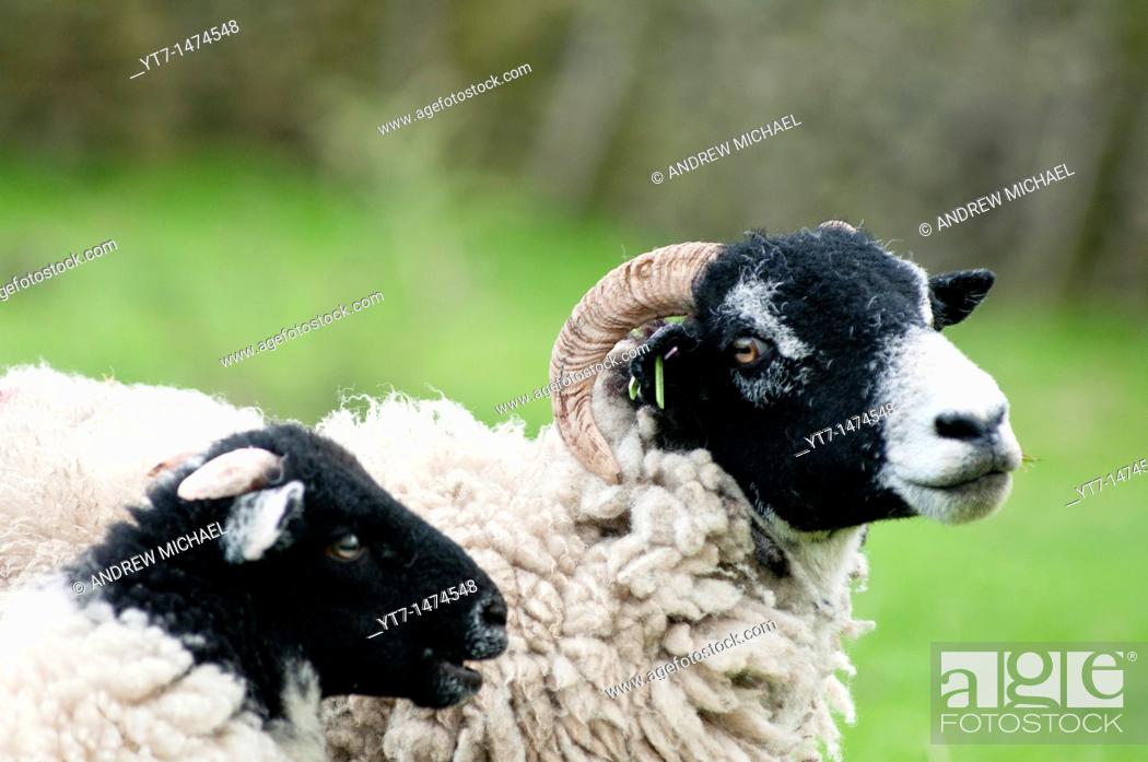 Father and son A ram and a baby sheep in the Derbyshire Dales, UK, Stock  Photo, Picture And Rights Managed Image. Pic. YT7-1474548 | agefotostock