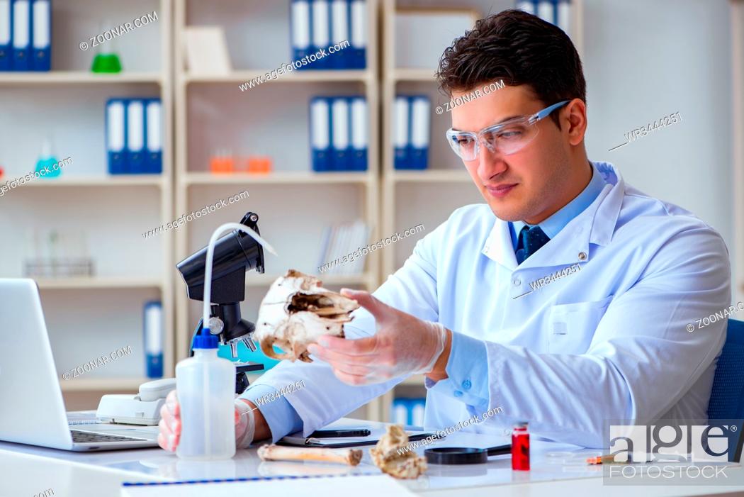 Stock Photo: Paleontologist looking at extinct animal bone.