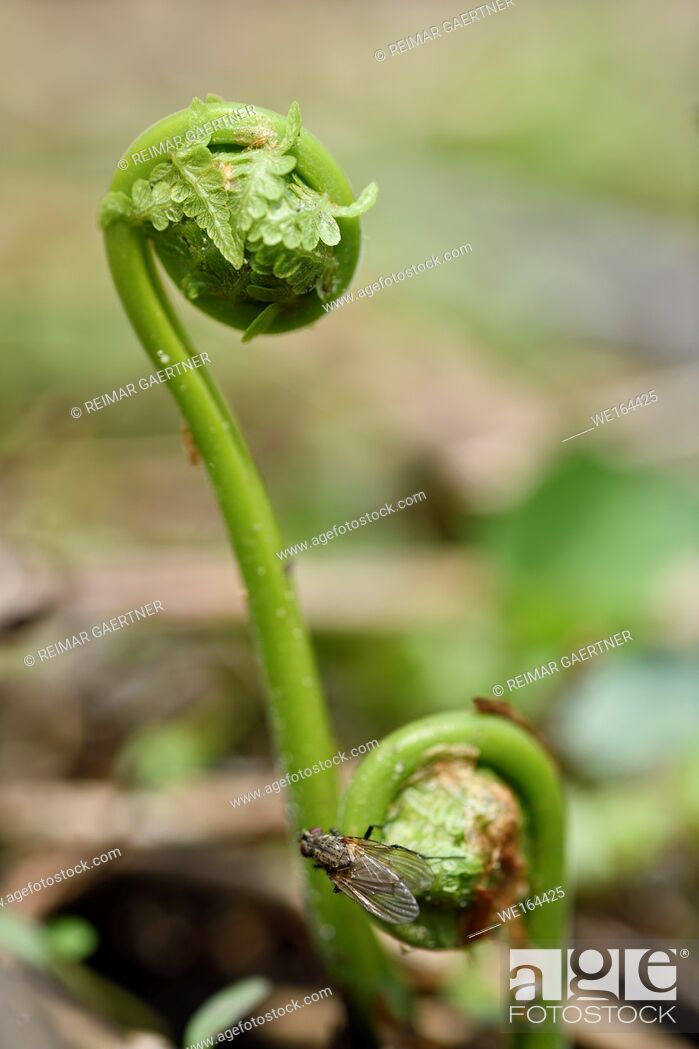 Stock Photo: Close up of unfurling leaves of Matteuccia struthiopteris Ostrich Fern fiddleheads from a forest floor in Spring with a housefly.