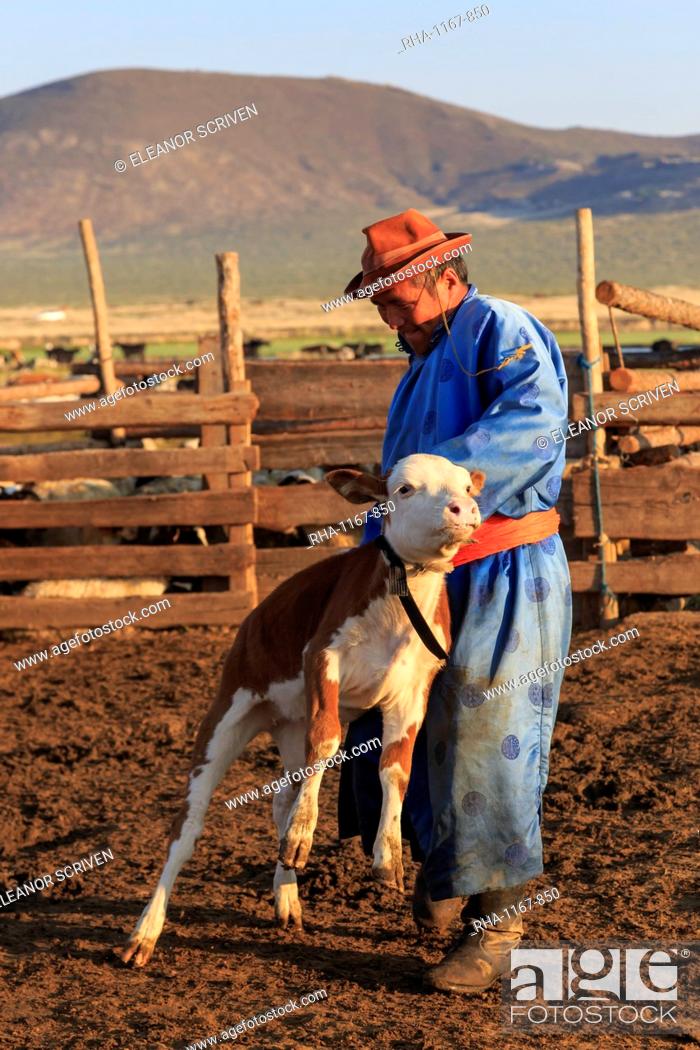 Stock Photo: Man in traditional clothing (blue deel) handles calf in pen, dawn milking, Summer, Nomad camp, Gurvanbulag, Bulgan, Mongolia, Central Asia, Asia.
