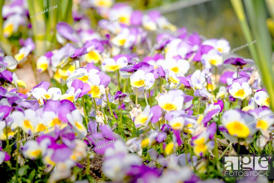 Stock Photo: Viola tricolor also known as Johnny Jump up flowers in the sun on a meadow in the summer.