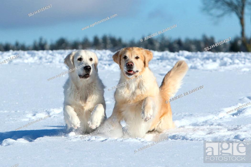 Stock Photo: Golden Retriever. Pair of females (3 and 1, 5 years old) running on snow. Germany.