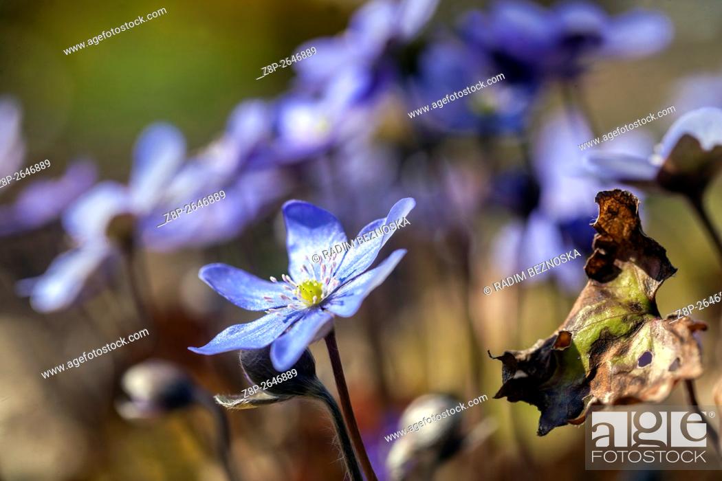 Imagen: Hepatica nobilis, Kidneywort, Liverleaf or Liverwort blooming in early spring.