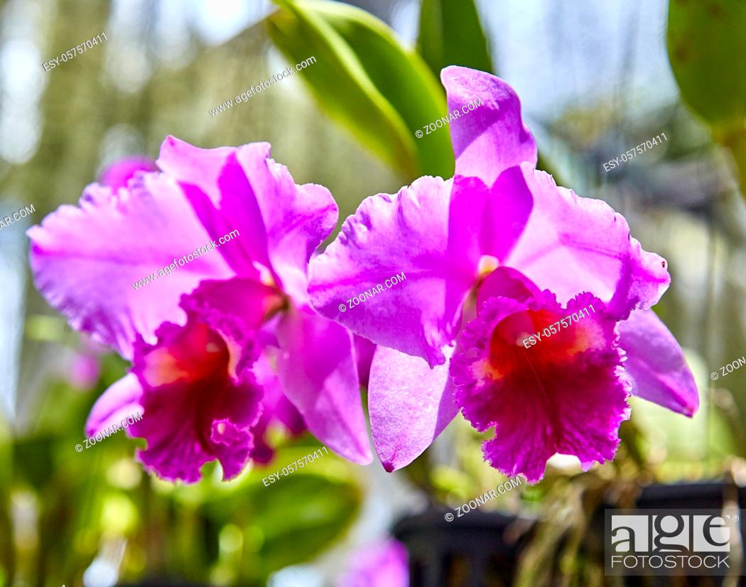 Stock Photo: Purple orchids, Violet orchids. Orchid is queen of flowers. Orchid in tropical garden. Orchid in nature scarlet white yellow.